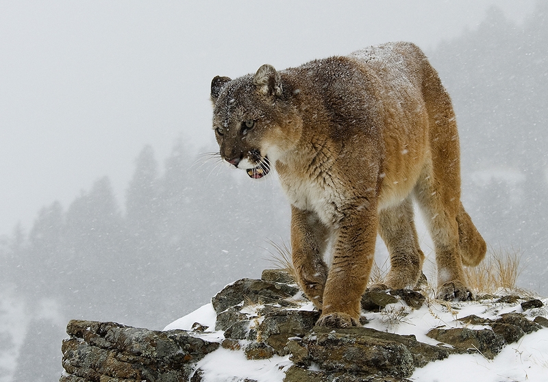 700 - PUMA ON ROCKS - EDWARDS DAVID L - wales.jpg